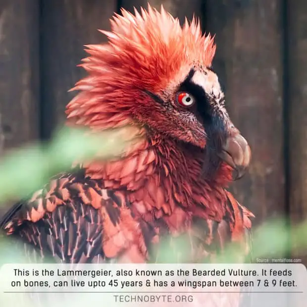 lammergeier-bearded-vulture-fact
