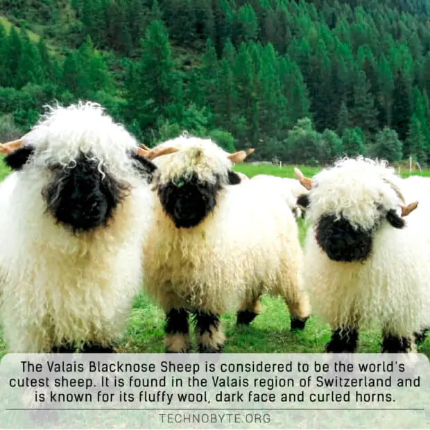 Valais Blacknose -Sheep-aka-worlds-cutest-sheep interesting animals