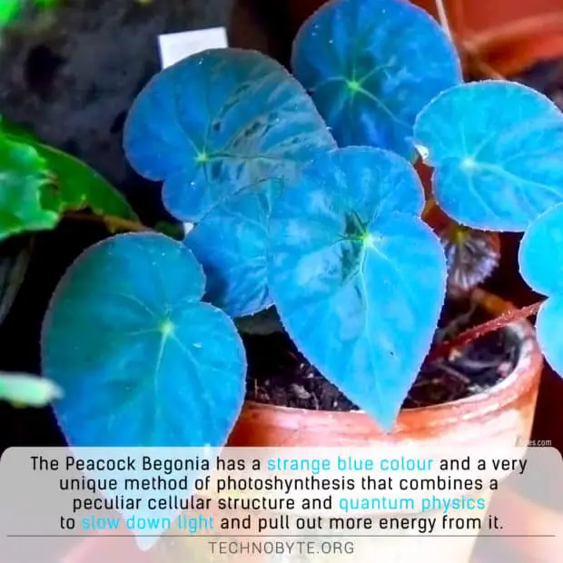 wonderful fun fact The Begonia Peacock Pavonina Blue Plant