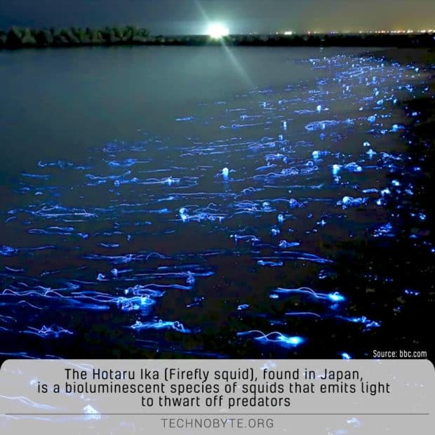 The bioluminescent firefly squids fun facts