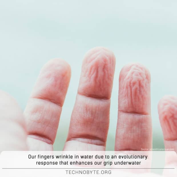 why do our fingers wrinkle in water science fact