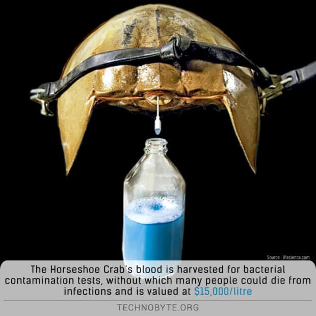 Horseshoe crab - The Horseshoe Crab's expensive blue blood harvested for bacterial tests wtf fact