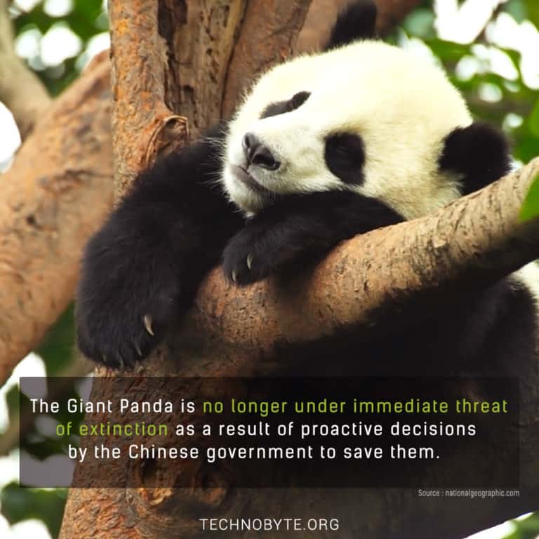 Pandas safe from immediate extinction