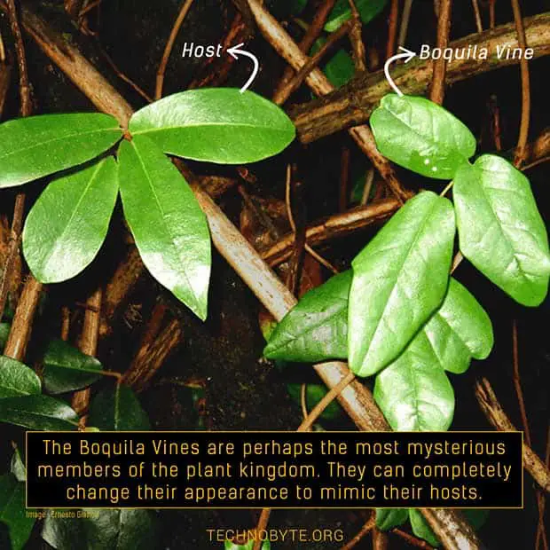 mysterious fact - Boquila Vine bizarre mysterious plant mimicry morph