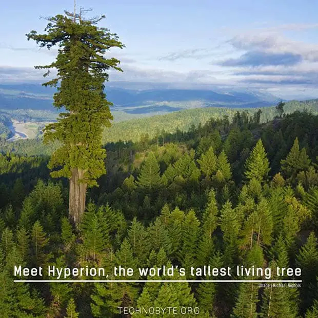 interesting facts- tallest tree in the world - hyperion